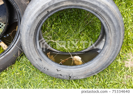 Abandoned tyre outdoor with still water from rain condusive place for aedes mosquito breeding. Selective focus on water. 75334640