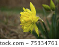 Yae narcissus flowers wet in the rain 75334761