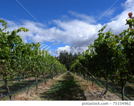 New Zealand vineyards New Zealand vineyards 75334962
