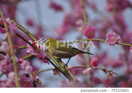 名古屋市農業中心的科隆（Shiona）梅（Shidare Ume） 75335063