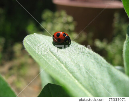 Ladybugs on the leaves Ladybugs on the leaves 75335071