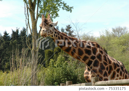 Giraffe Giraffe 75335175