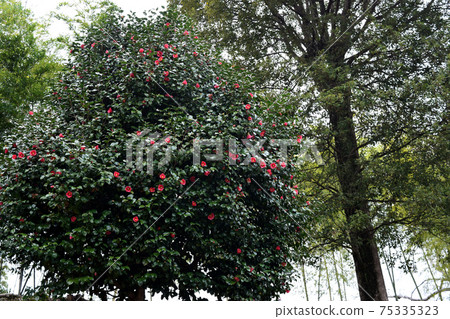 茶花在公園裡 茶花在公園裡 75335323