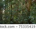 Red fruit of Aoki in the spring forest 75335419