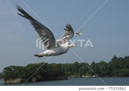 Seagulls in Matsushima, Miyagi Prefecture (flying birds) Seagulls in Matsushima, Miyagi Prefecture (flying birds) 75335662
