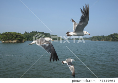 Seagulls in Matsushima, Miyagi Prefecture (flying birds) Seagulls in Matsushima, Miyagi Prefecture (flying birds) 75335663