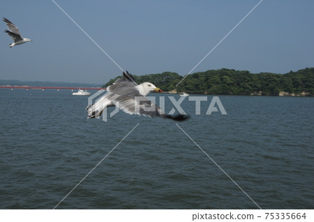 Seagulls in Matsushima, Miyagi Prefecture (flying birds) Seagulls in Matsushima, Miyagi Prefecture (flying birds) 75335664