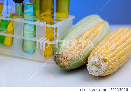 Ethanol biofuel derived from corn maze with beaker test tubes in laboratory 75335666