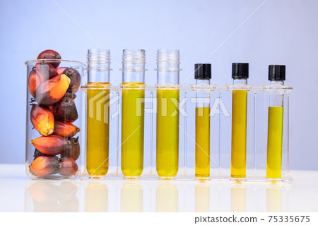 Oil palm fruits with biofuel in beaker test tubes in laboratory in blue background Oil palm fruits with biofuel in beaker test tubes in laboratory in blue background 75335675