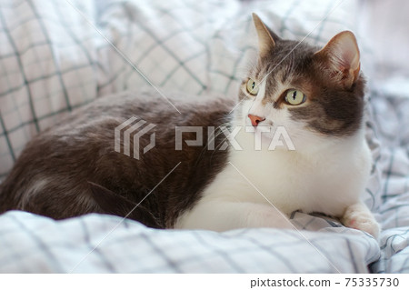 A beautiful gray cat with big eyes lies on a blanket during the day and looks carefully away. 75335730