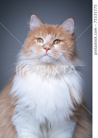 fluffy ginger white maine coon cat studio portrait fluffy ginger white maine coon cat studio portrait 75335775