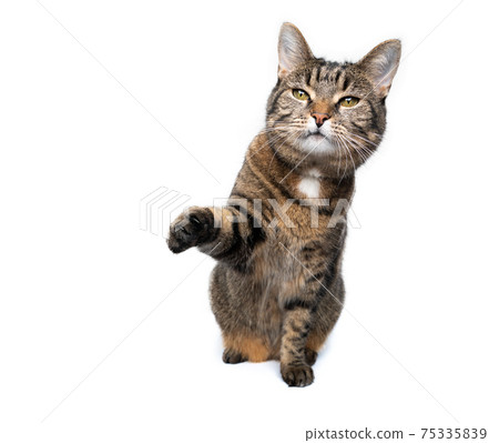 greedy tabby cat raising paw begging for food on white background 75335839