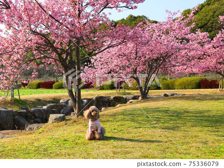 Saga City Kinryu Park Kawazu cherry blossoms in full bloom Saga City Kinryu Park Kawazu cherry blossoms in full bloom 75336079