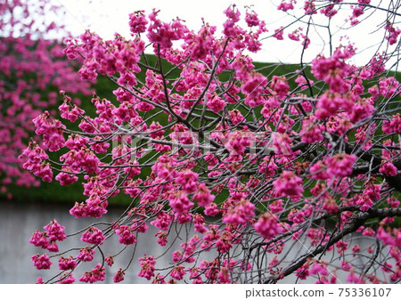 Angyo Prunus campanulata 75336107