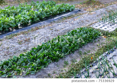 野外冬季蔬菜 野外冬季蔬菜 75336929