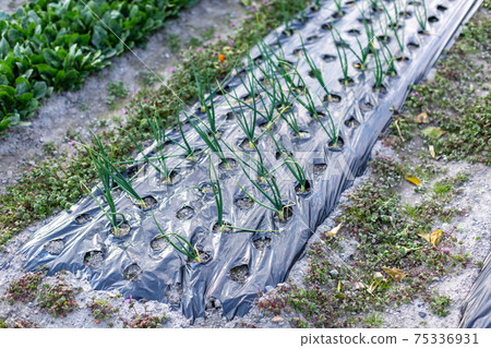 Field winter vegetables Field winter vegetables 75336931