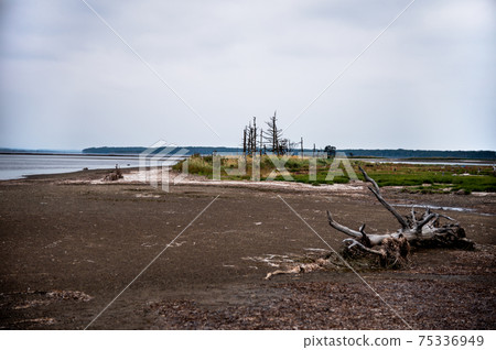 [Hokkaido] Todowara on the Notsuke Peninsula, an illusionary landscape of the eastern road that is said to be the end of the world 75336949