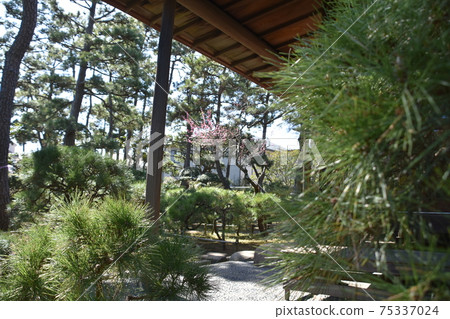 Former Himuro family house owner in Chigasaki City Himuro Tsubaki Garden Former Himuro family house owner in Chigasaki City Himuro Tsubaki Garden 75337024
