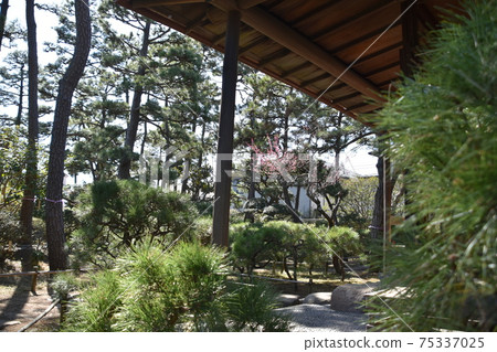 茅崎市姬室椿花園的姬室前房主 茅崎市姬室椿花園的姬室前房主 75337025