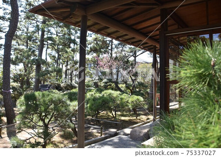 茅崎市姬室椿花園的姬室前房主 茅崎市姬室椿花園的姬室前房主 75337027