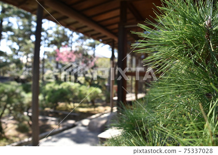 Former Himuro family house owner in Chigasaki City Himuro Tsubaki Garden Former Himuro family house owner in Chigasaki City Himuro Tsubaki Garden 75337028