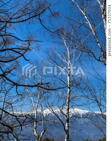 Mountains, trees and snow Mountains, trees and snow 75337034