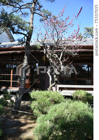 Former Himuro family house owner in Chigasaki City Himuro Tsubaki Garden Former Himuro family house owner in Chigasaki City Himuro Tsubaki Garden 75337035