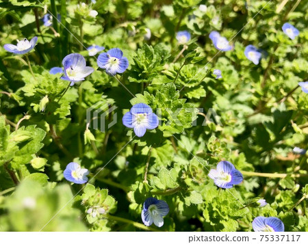 波斯Speedwell可愛藍色花Veronica persica 75337117