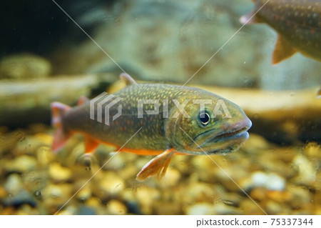 日光炭燒魚日光岩魚日光岩孔魚 75337344