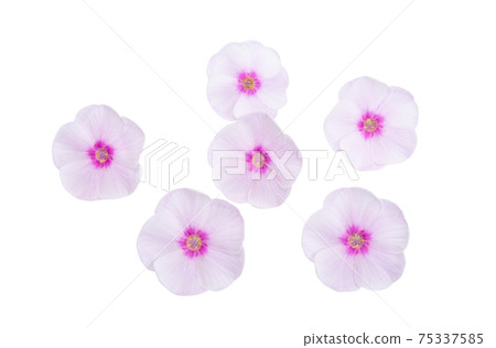 phlox flower isolated 75337585