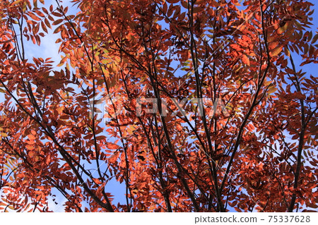 Leaves of trees that turned red red Photo location: Tsugaike Natural Garden (Nagano Prefecture, Northern Alps) Leaves of trees that turned red red Photo location: Tsugaike Natural Garden (Nagano Prefecture, Northern Alps) 75337628