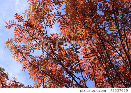Leaves of trees that turned red red Photo location: Tsugaike Natural Garden (Nagano Prefecture, Northern Alps) Leaves of trees that turned red red Photo location: Tsugaike Natural Garden (Nagano Prefecture, Northern Alps) 75337629