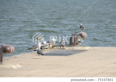 宮城縣松島市的海鷗（會飛的鳥）-照片素材（圖片） [75337801] - PIXTA圖庫