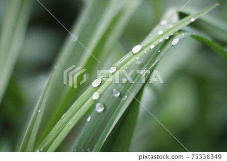 Water drops or morning dew on fresh green grass Water drops or morning dew on fresh green grass 75338349
