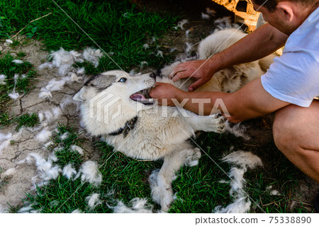 A playful husky dog is happy with the procedure, the owner helps the dog with excess hair that sheds. 75338890