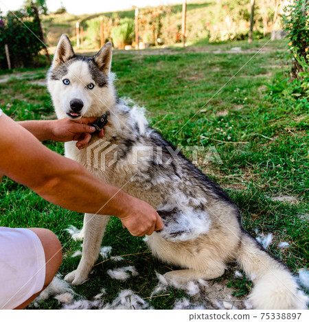 Dog care, Siberian Husky sheds, the owner of the dog combs the old fur, the work is done on the street. Dog care, Siberian Husky sheds, the owner of the dog combs the old fur, the work is done on the street. 75338897