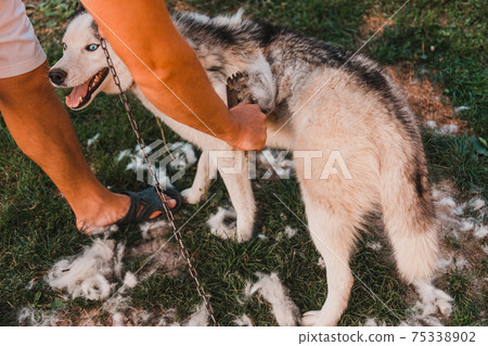 The man takes care of the dog, combs and takes away the old fur. The groomer removes old wool from a Siberian husky in the yard. The man takes care of the dog, combs and takes away the old fur. The groomer removes old wool from a Siberian husky in the yard. 75338902