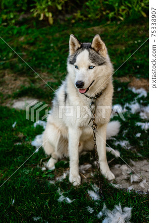 A well-groomed husky sits on the grass, it's time to shed the hair of dogs, a lot of hair around. A well-groomed husky sits on the grass, it's time to shed the hair of dogs, a lot of hair around. 75338907