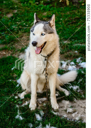 Dog shedding, combing and caring for the dog in the yard. 75338908