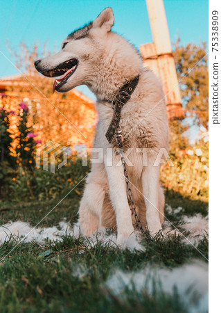 Dog shedding, combing and caring for the dog in the yard. Dog shedding, combing and caring for the dog in the yard. 75338909