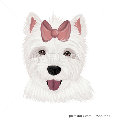 Highland White Terrier Highland White Terrier 75339667