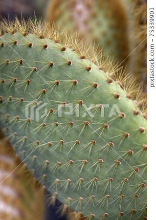 CANARY ISLANDS LANZAROTE CACTUS CANARY ISLANDS LANZAROTE CACTUS 75339901