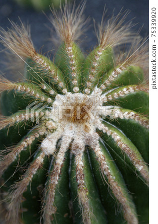 CANARY ISLANDS LANZAROTE CACTUS 75339920