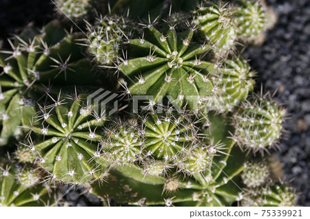 CANARY ISLANDS LANZAROTE CACTUS CANARY ISLANDS LANZAROTE CACTUS 75339921
