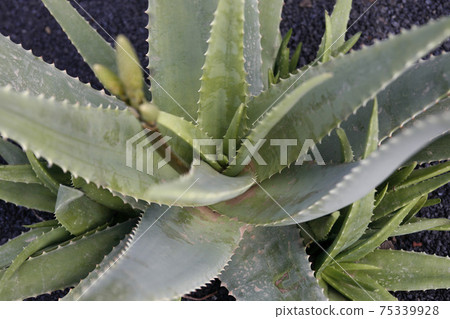CANARY ISLANDS LANZAROTE CACTUS CANARY ISLANDS LANZAROTE CACTUS 75339928