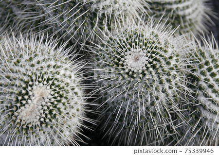 CANARY ISLANDS LANZAROTE CACTUS 75339946