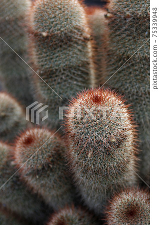 CANARY ISLANDS LANZAROTE CACTUS CANARY ISLANDS LANZAROTE CACTUS 75339948