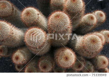 CANARY ISLANDS LANZAROTE CACTUS CANARY ISLANDS LANZAROTE CACTUS 75339949