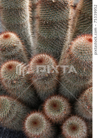 CANARY ISLANDS LANZAROTE CACTUS CANARY ISLANDS LANZAROTE CACTUS 75339952