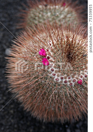 CANARY ISLANDS LANZAROTE CACTUS 75339955